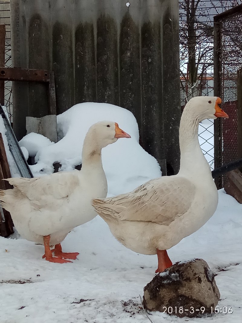 Порода гусей датский Легард