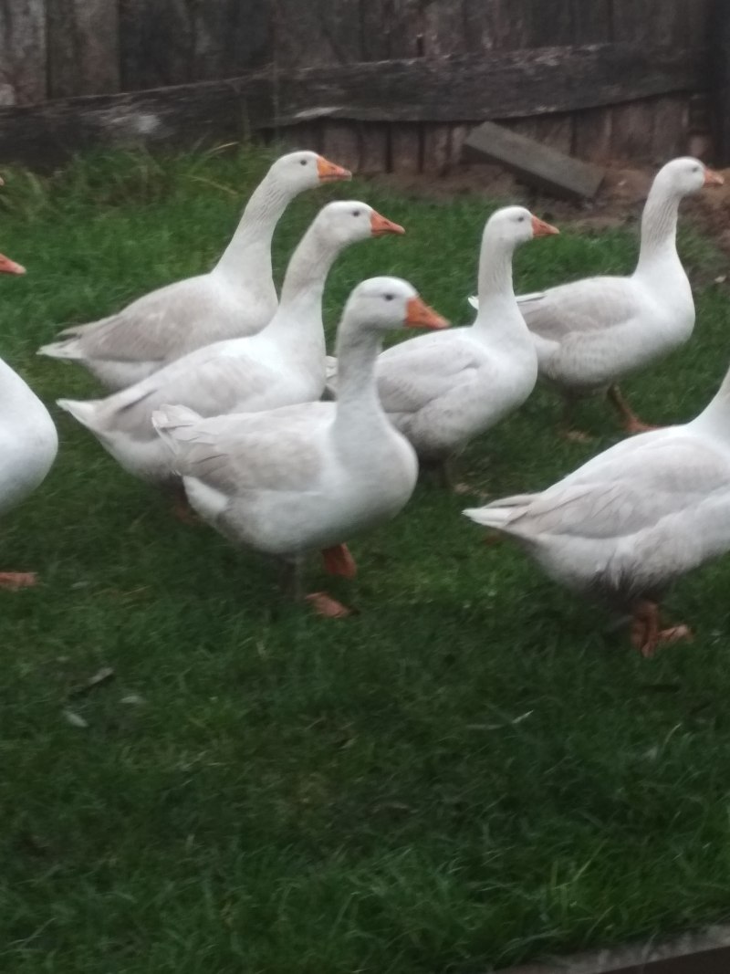 Гуси Мамуты описание породы фото