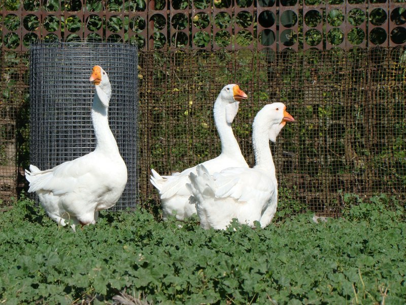 Гуси породы Мамут