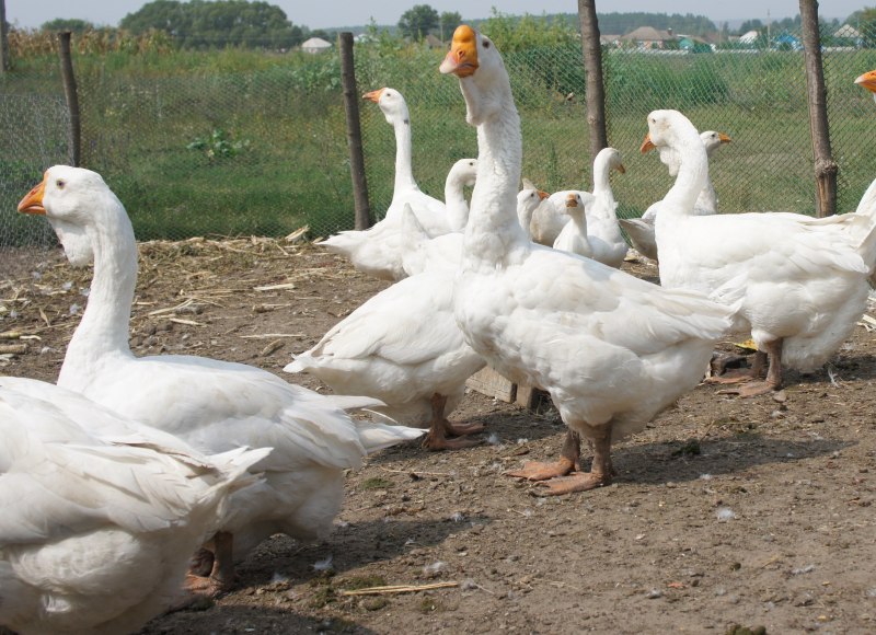 Гуси породы Мамут