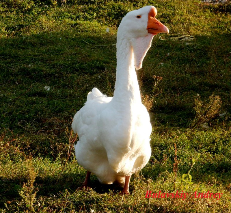 Гусь Шадринский белый