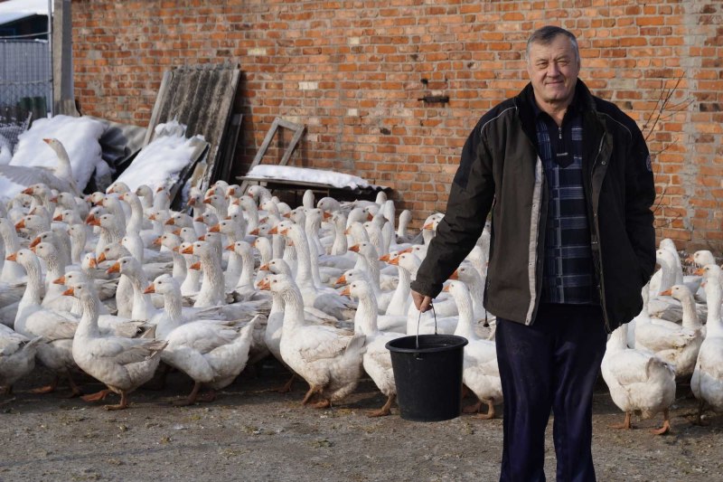 Датский Мамут порода гусей