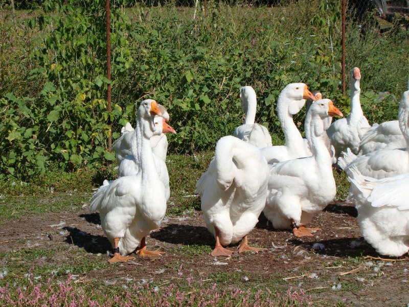 Гуси породы Мамут
