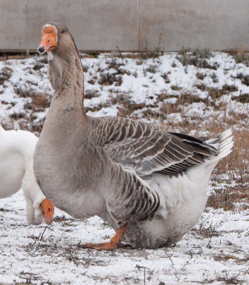 Порода гусей датский Легард