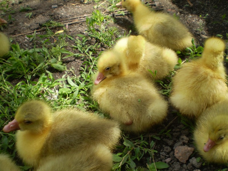 Гусята породы Мамут