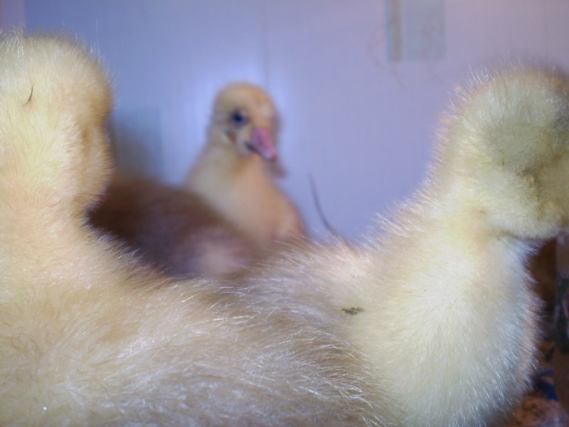 Гуси Мамут датский