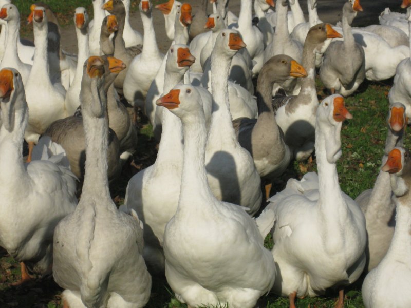 Белые Тулузские гуси