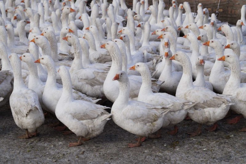 Гуси породы Мамут