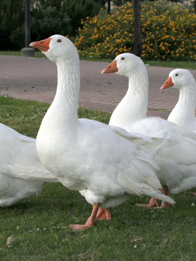 Тулузская порода гусей