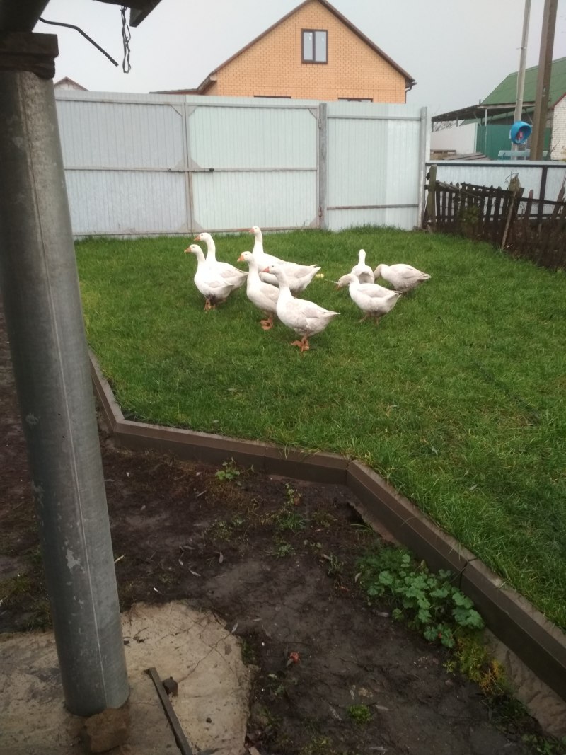 Африканский Гусь