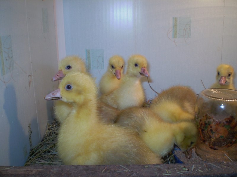 Гусак Мамут