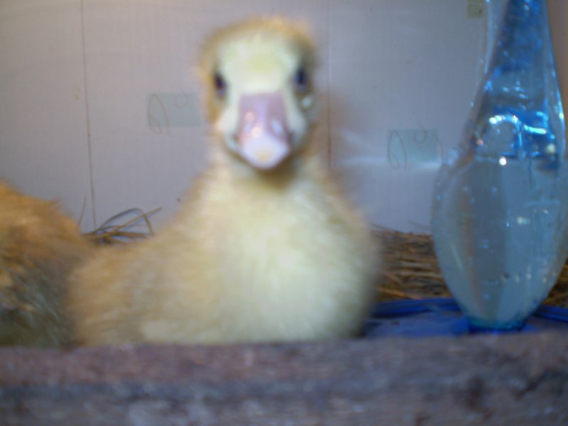 Купить гусей Мамут в Симферополе на авито