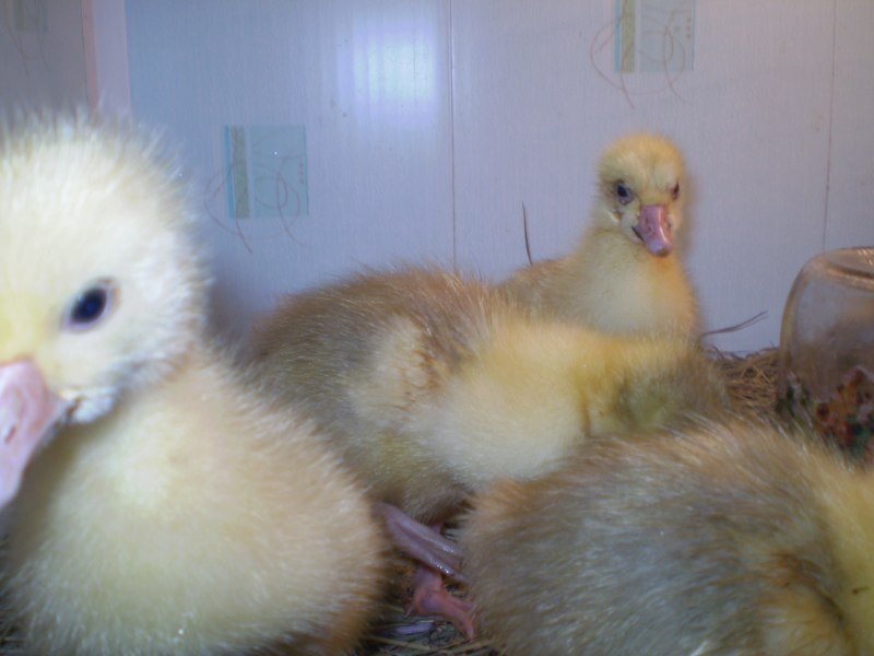 Воронежские гуси