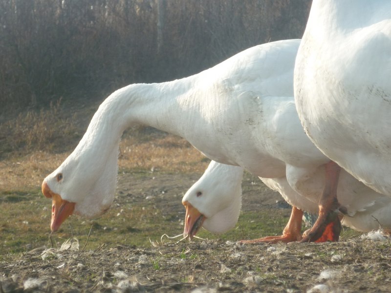 Гуси породы Мамут