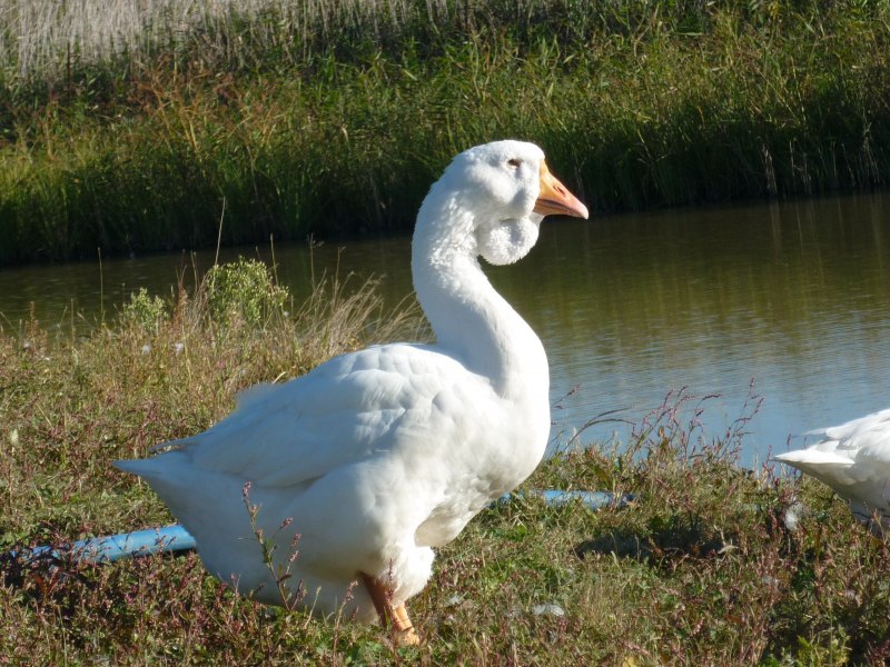 Гуси Мамуты