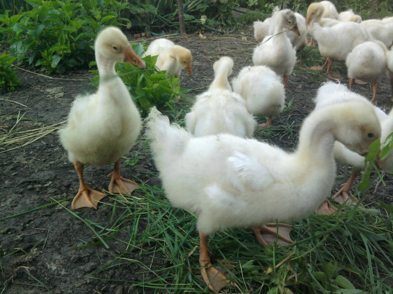 Гуси породы Мамут