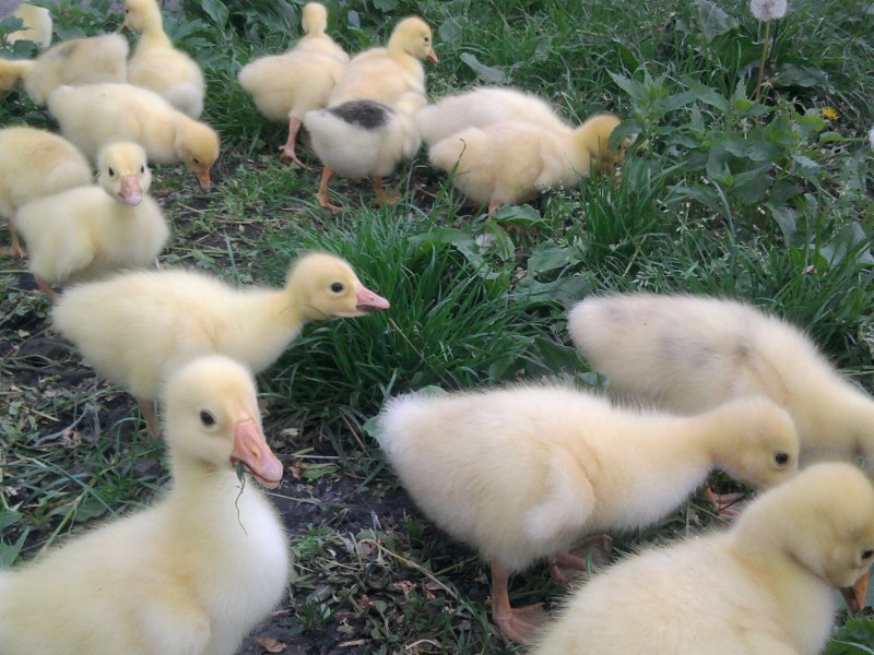 Чистокровные гуси Холмогоры