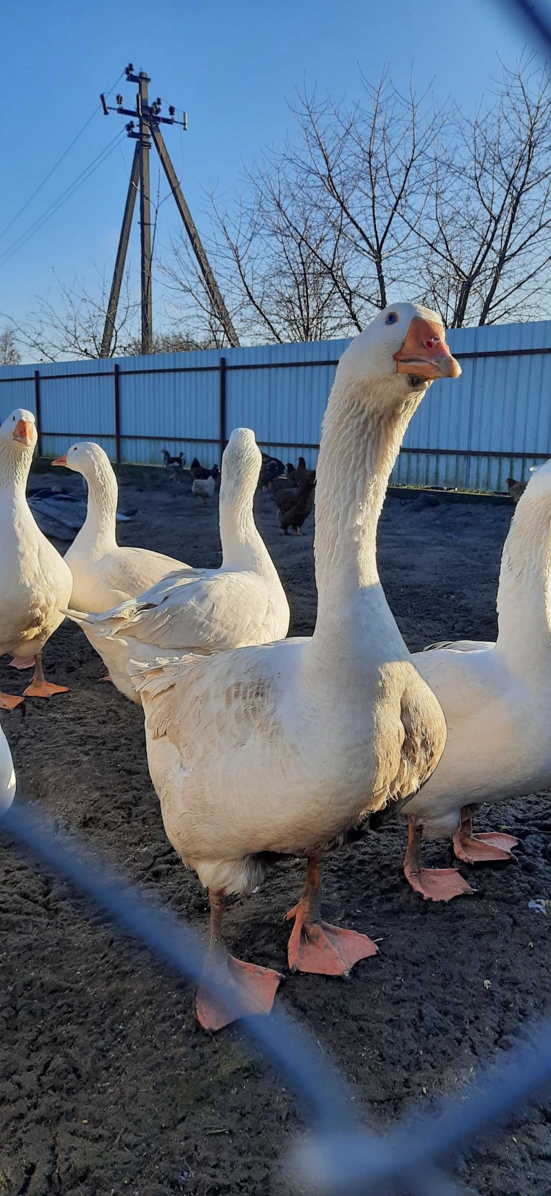 Виштинес гуси