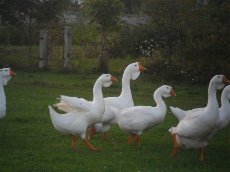 Гуси Мамут датский