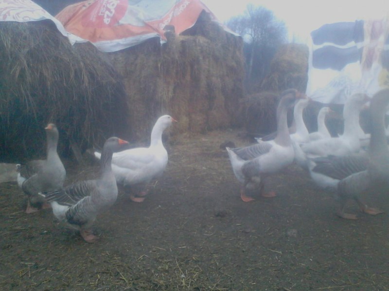 Новорожденные гусята