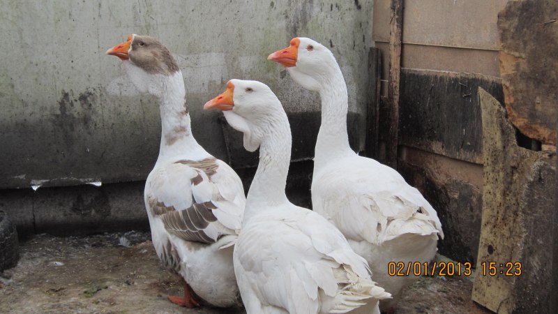 Гусак Мамут