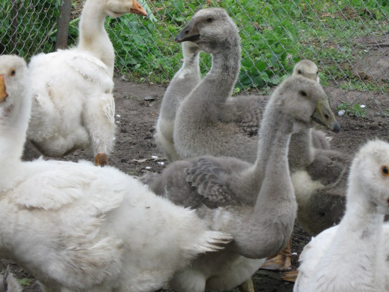 Фото гусят Мамутов в сарае