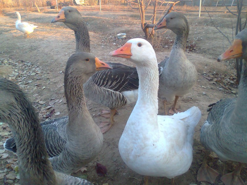 Гусята породы Мамут