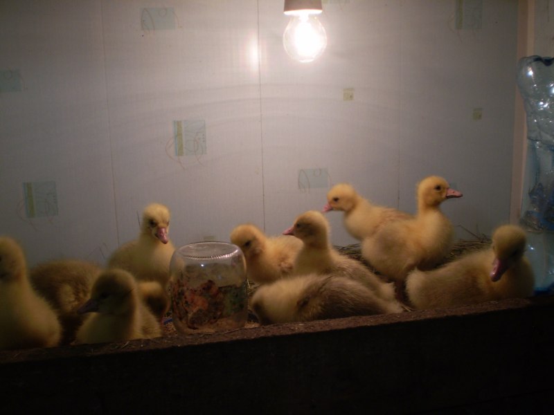 Королевский Гусь