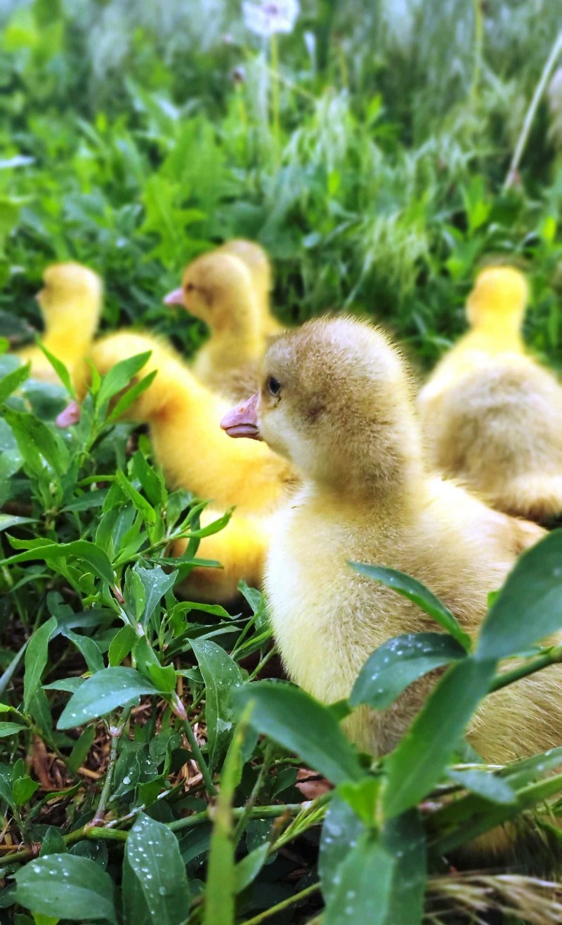 Арзамасская порода гусей