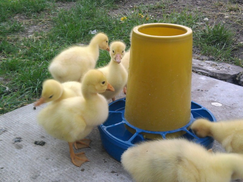 Курчавые гуси порода