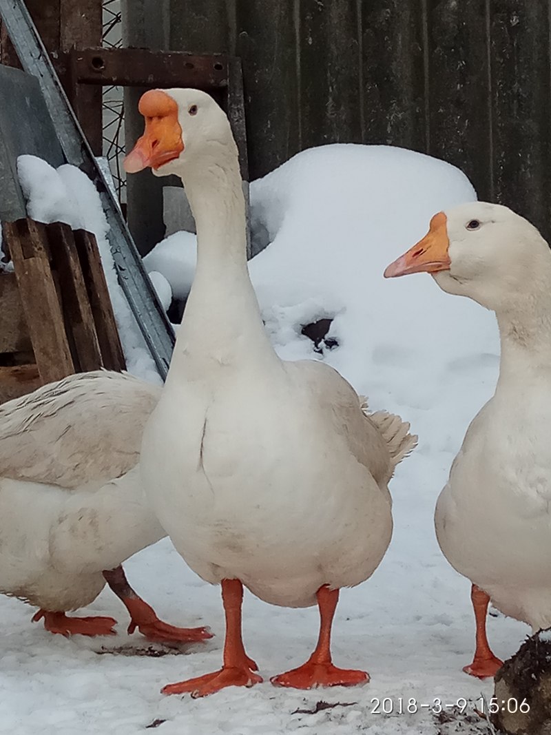 Гуси в частном доме
