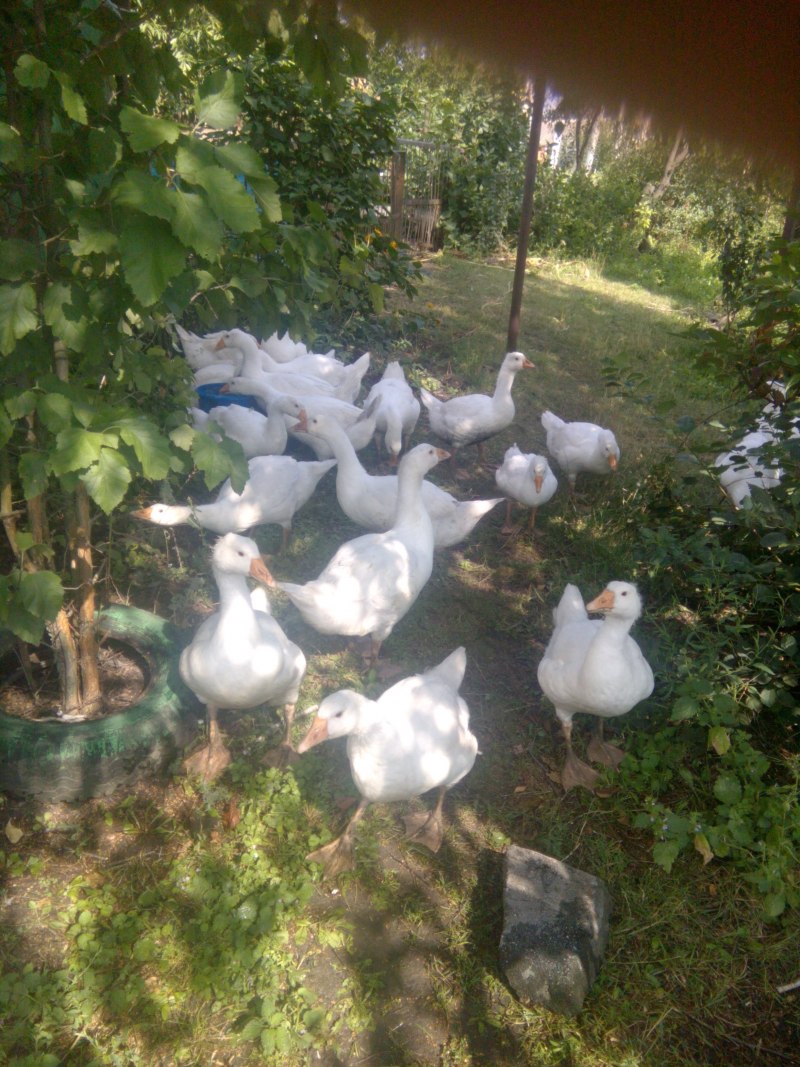 Рейнские гуси