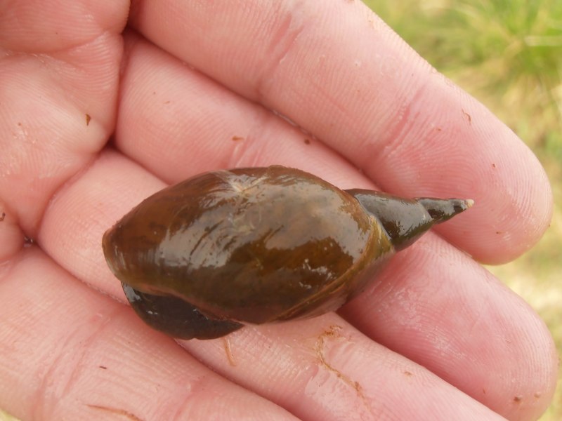 Обыкновенный прудовик (Lymnaea stagnalis)
