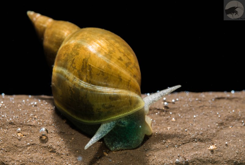 Обыкновенный прудовик (Lymnaea stagnalis)