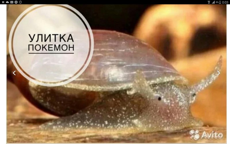 Яйца прудовика