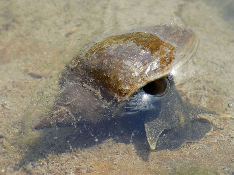 Обыкновенный прудовик (Lymnaea stagnalis)