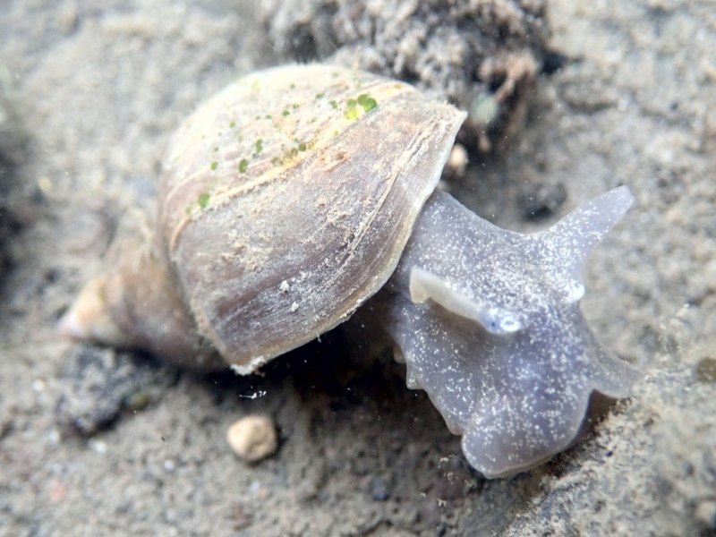 Lymnaea truncatula