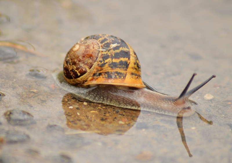 Mollusca Gastropoda Achatina
