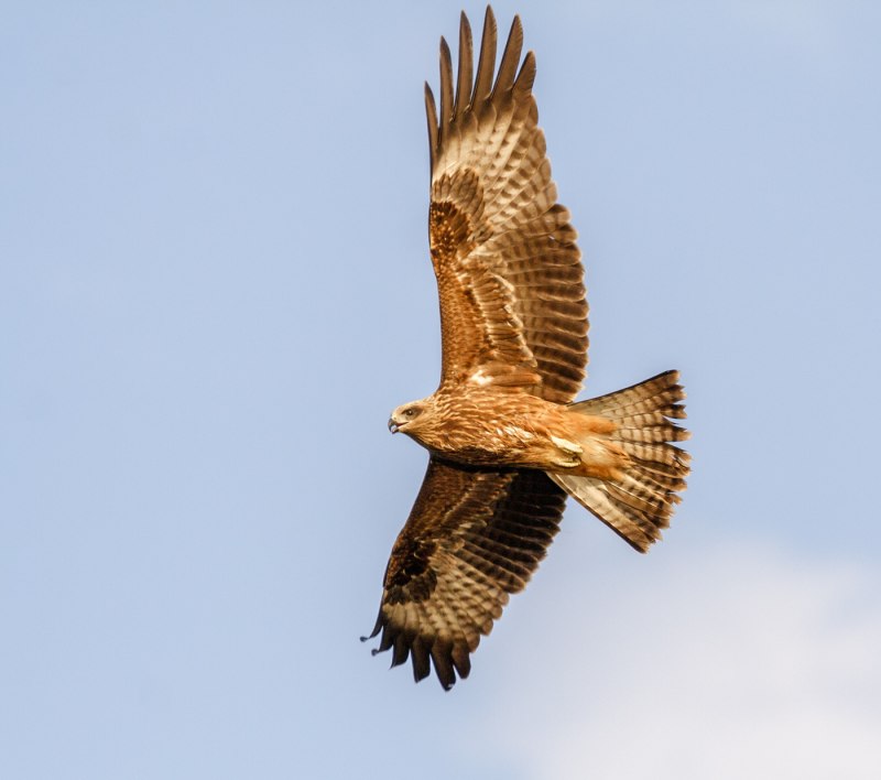 Черный Коршун Milvus Migrans