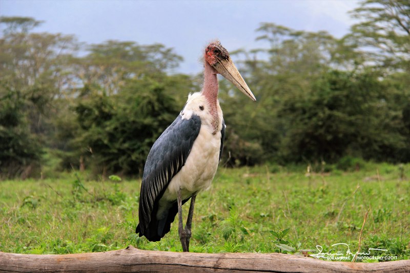 Marabou Stork