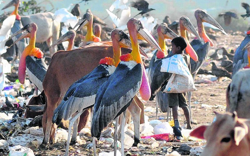 Marabou Stork Art