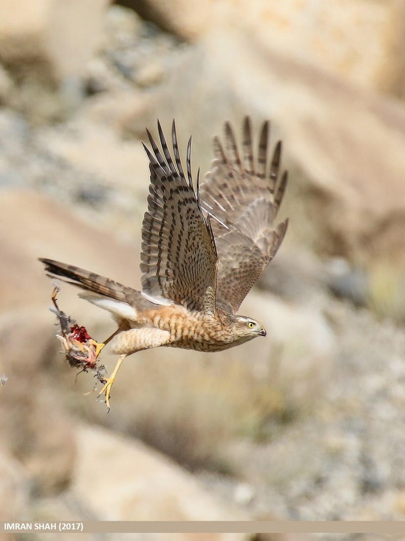 Menopon gallinae