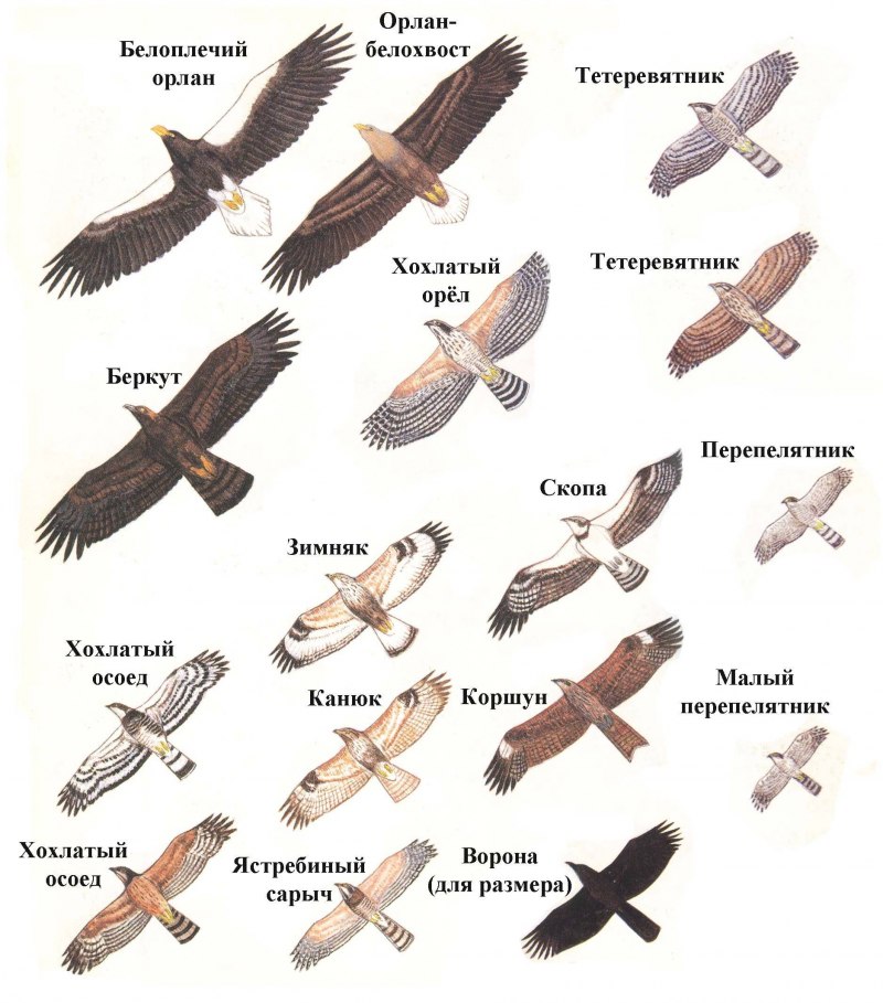 Ястреб Япония
