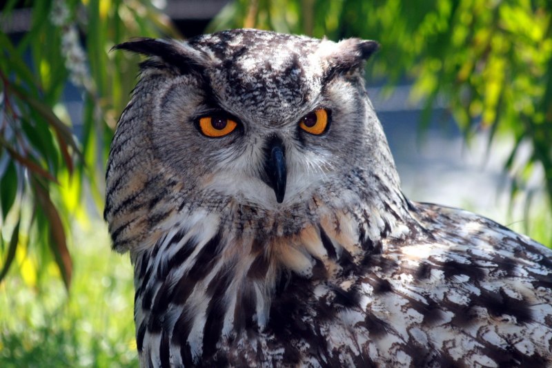 Филин обыкновенный (Bubo Bubo)