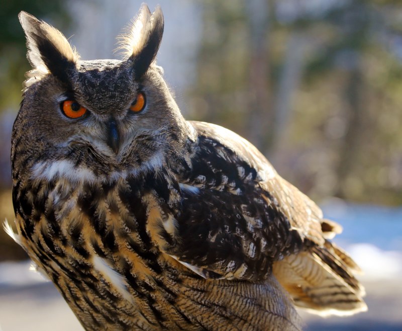 Обыкновенный Фи́лин ( Bubo Bubo)