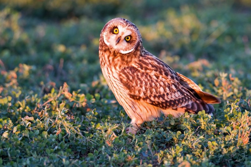Филин обыкновенный (Bubo Bubo)