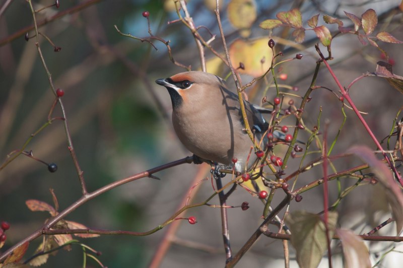 Bohemian Waxwing