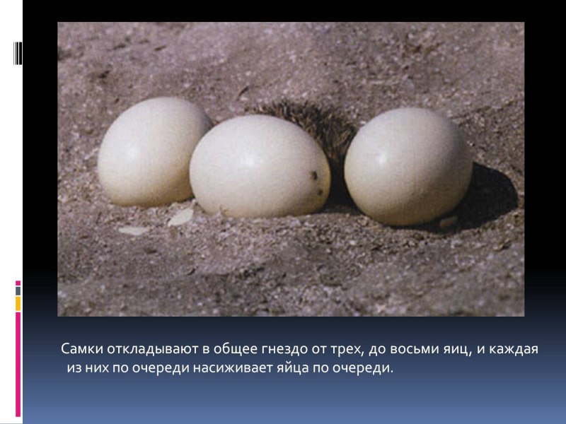 Птицы которые откладывают яйца