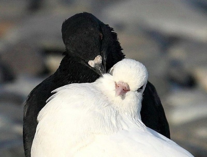 Columba janthina
