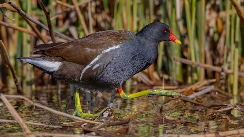 Gallinula chloropus